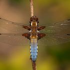 Männliche Plattbauch-Libelle