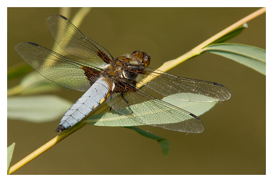 männliche Plattbauch Libelle