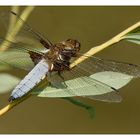 männliche Plattbauch Libelle