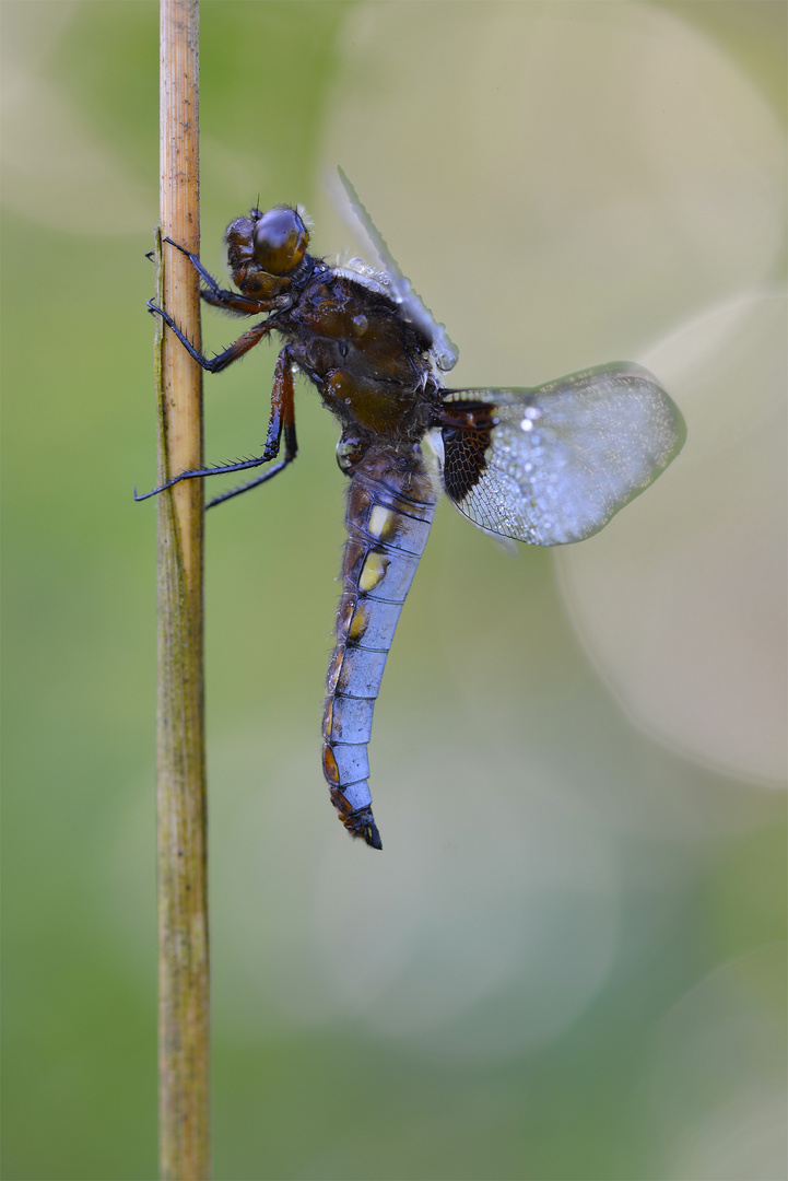 männliche Plattbauchlibelle