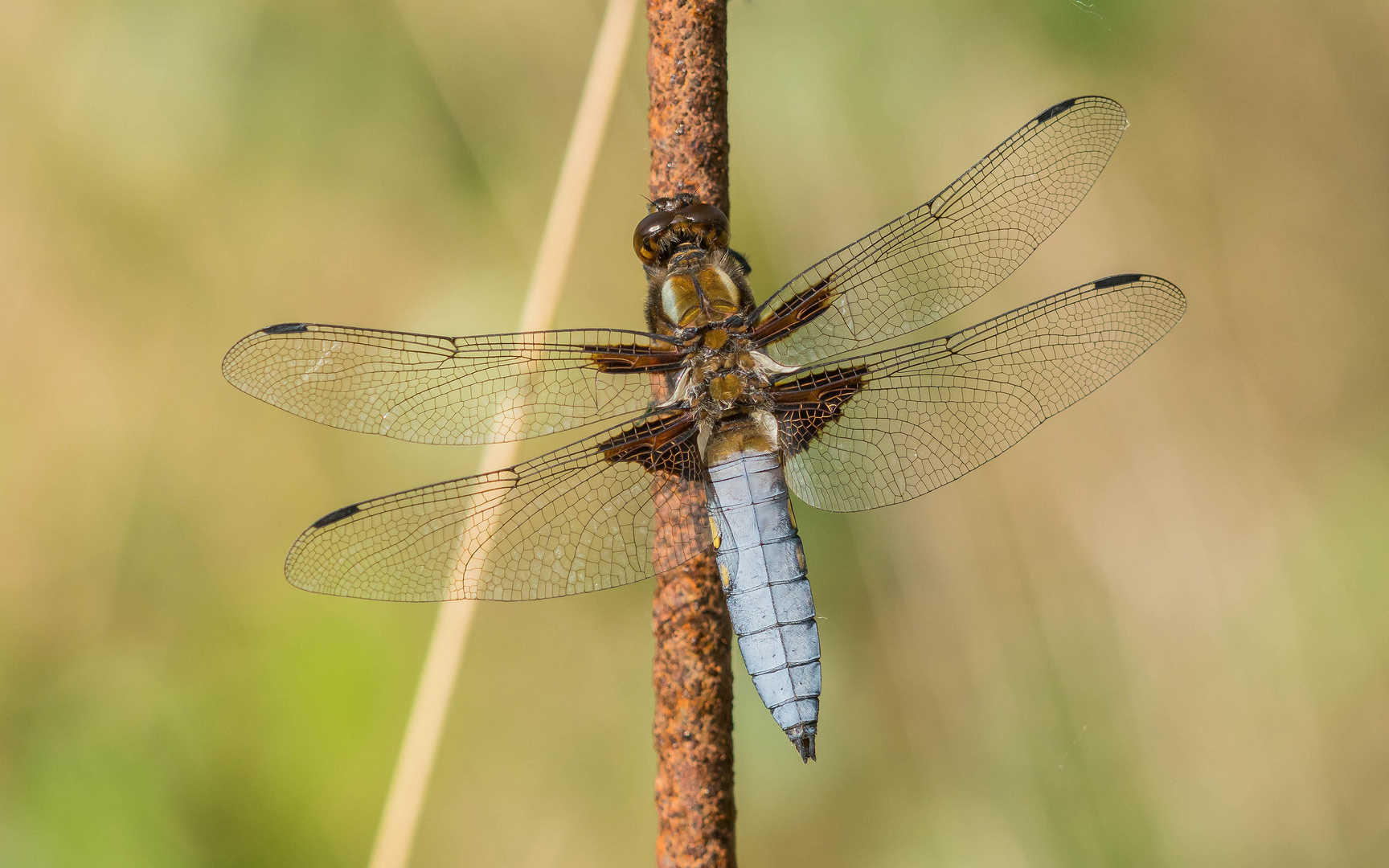 männliche Plattbauchlibelle