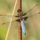 männliche Plattbauchlibelle