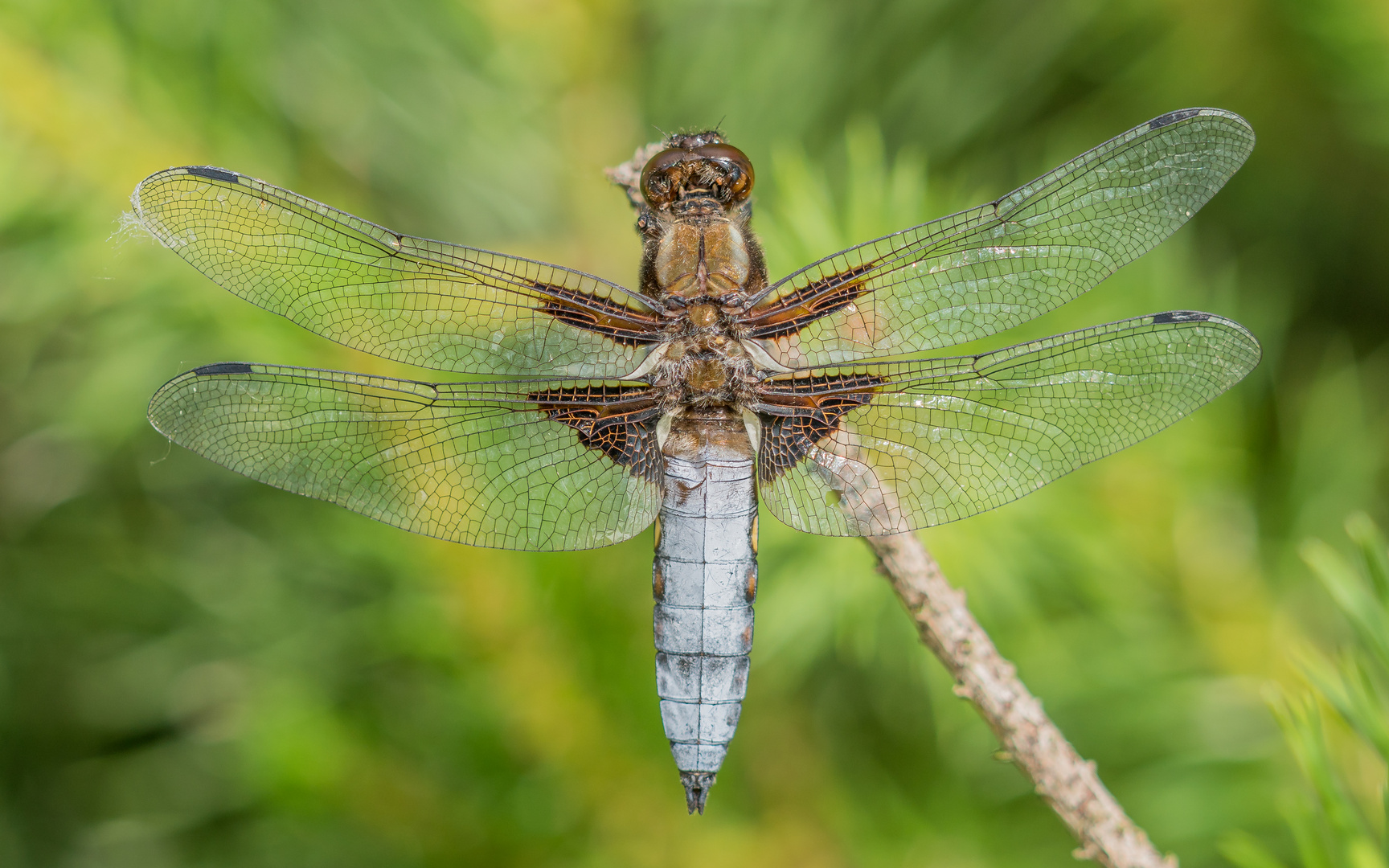 männliche Plattbauchlibelle