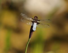 männliche Plattbauchlibelle