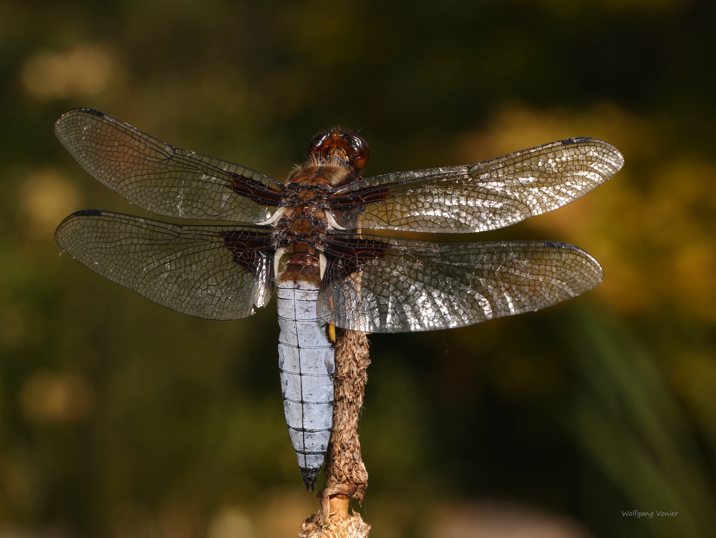 männliche Plattbauchlibelle