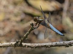 männliche Plattbauchlibelle