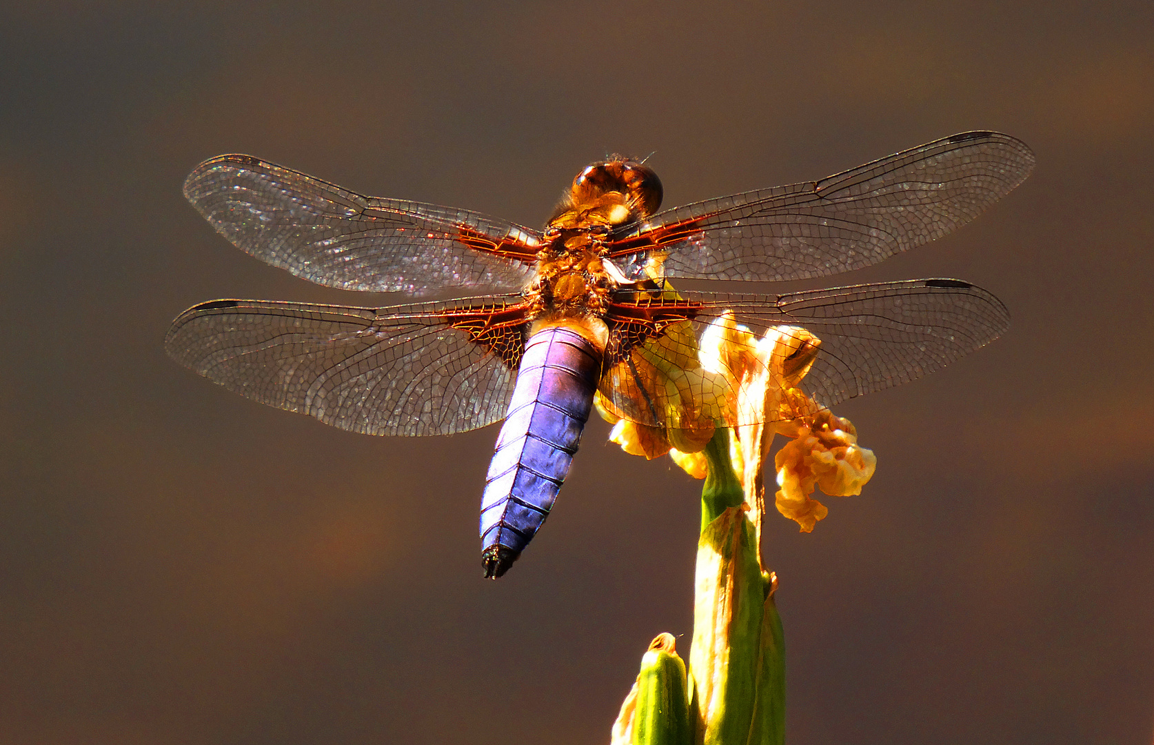 männliche Plattbauchlibelle