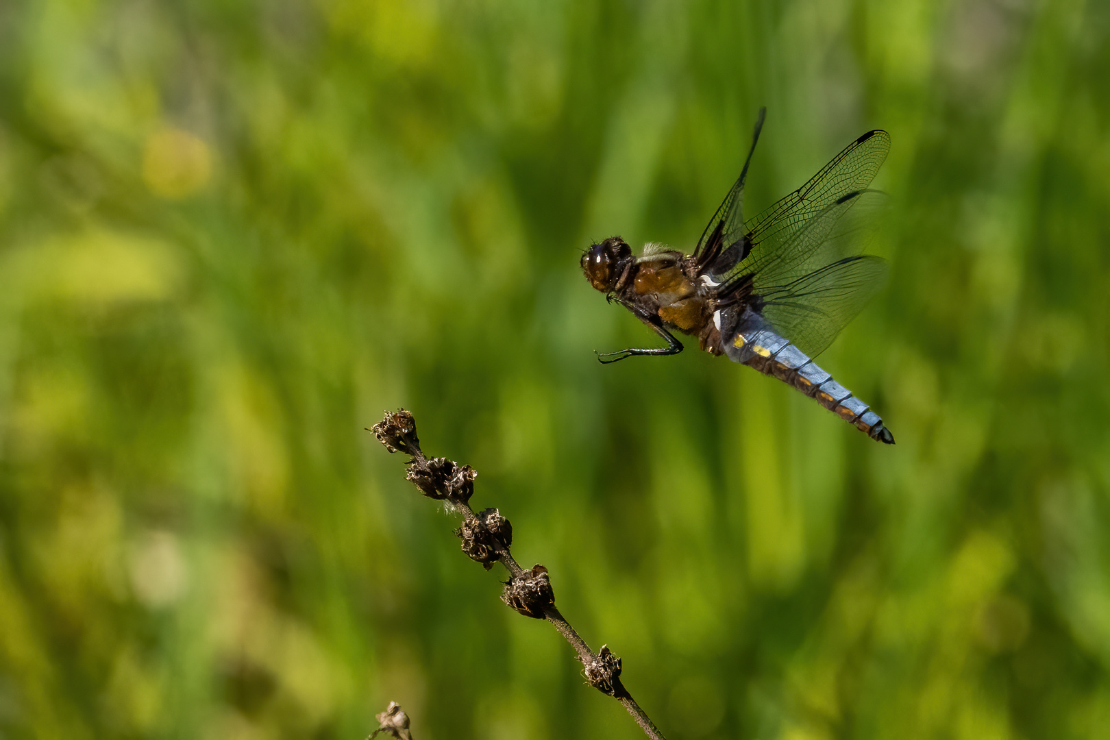 Männliche Plattbauchlibelle im Landeanflug ...