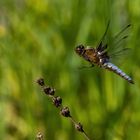 Männliche Plattbauchlibelle im Landeanflug ...