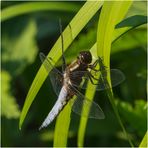 Männliche Plattbauchlibelle - Libellula depressa