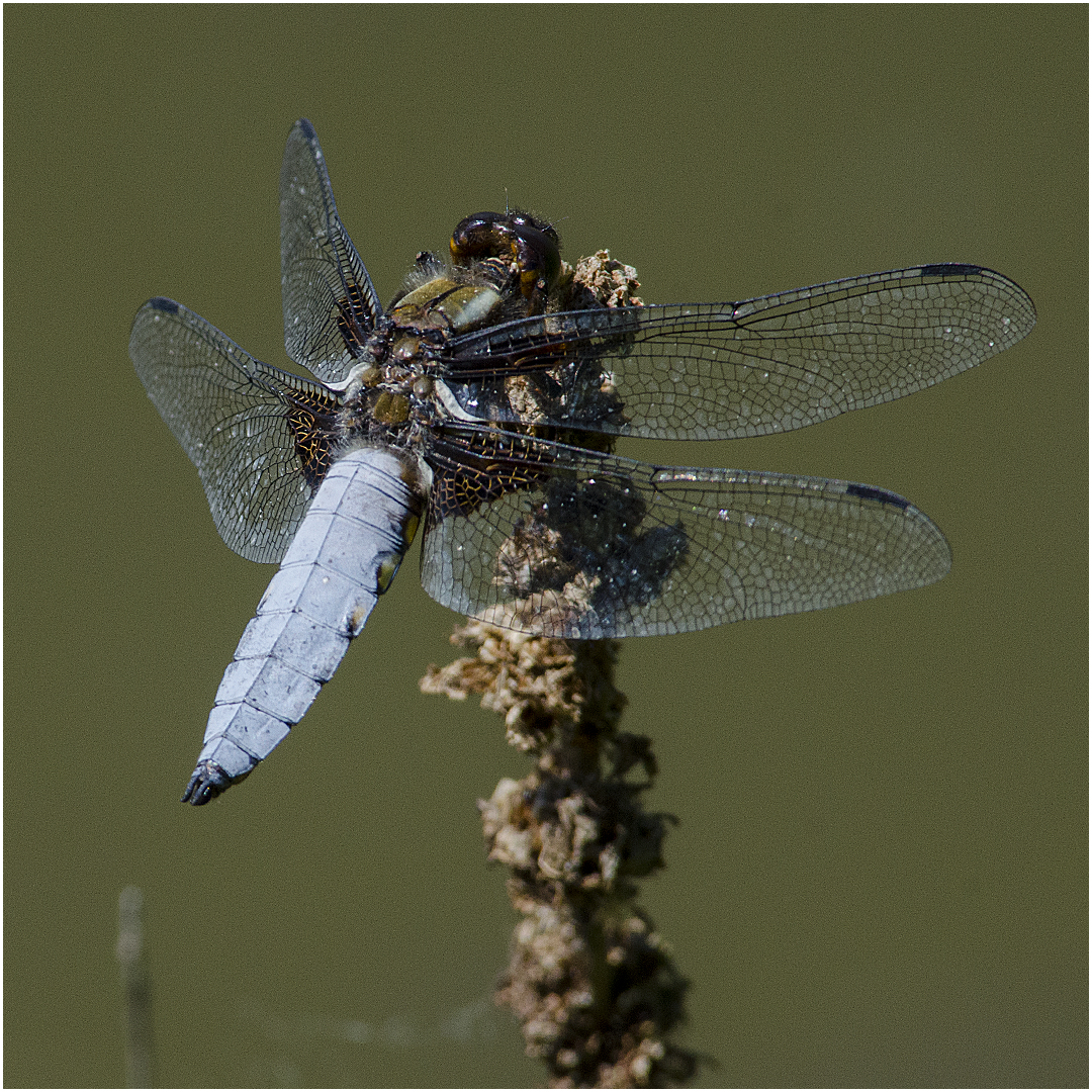 Männliche Plattbauchlibelle - Libellula depressa