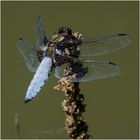 Männliche Plattbauchlibelle - Libellula depressa