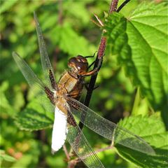 Männliche Plattbauchlibelle (Libellula depressa)