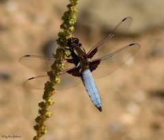 Männliche Plattbauchliebelle