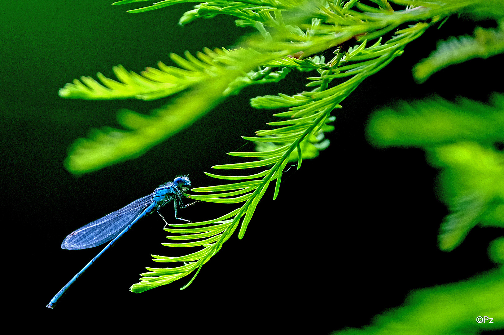 Männliche Pokal-Azurjungfer-Libelle (Erythromma lindenii) ...