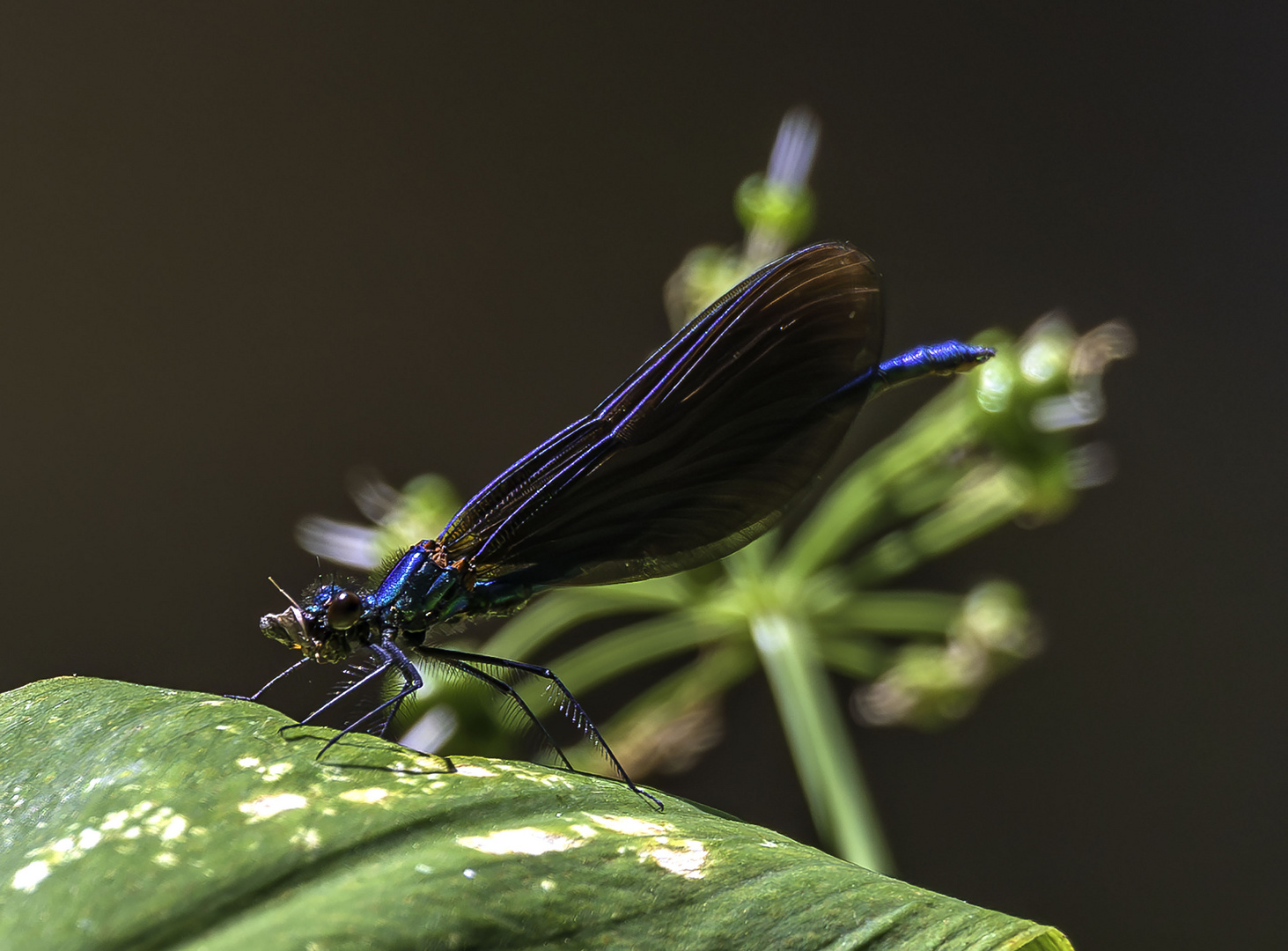 Männliche Prachtlibelle  mit Beute 