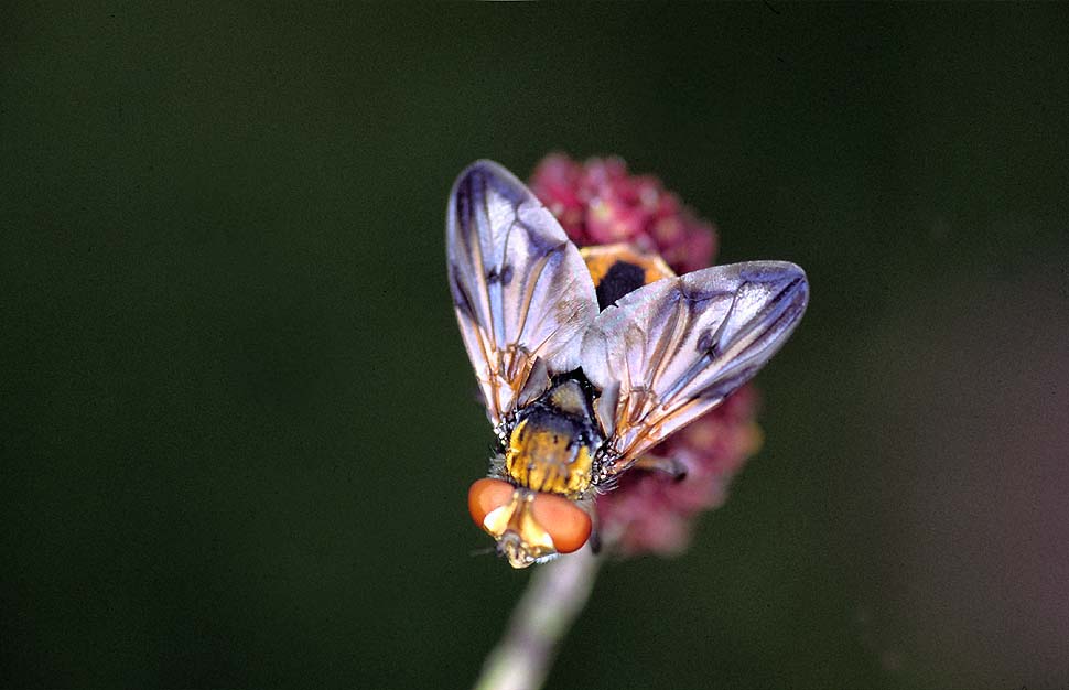 männliche Raupenfliege