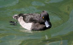 Männliche Reiherente (+ Tier Info)