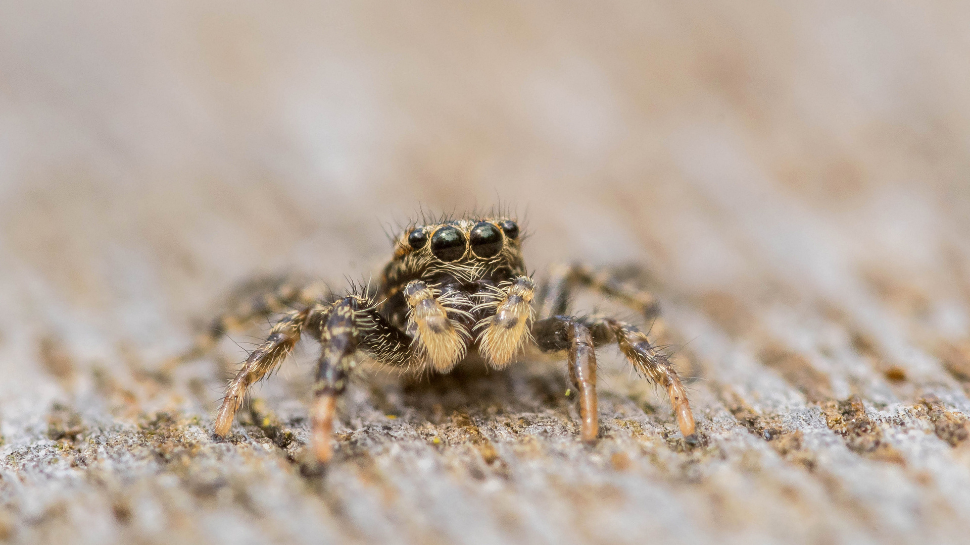 männliche Rindenspringspinne