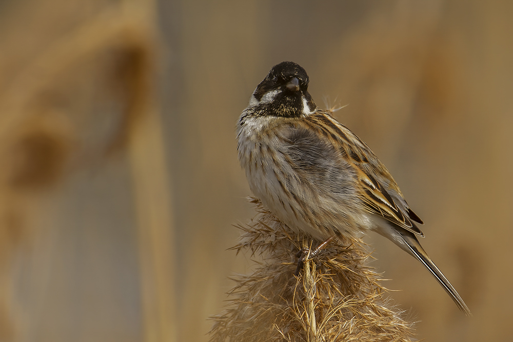 Männliche Rohrammer (Emberiza schoeniclus)