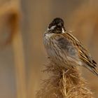 Männliche Rohrammer (Emberiza schoeniclus)