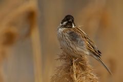 Männliche Rohrammer (Emberiza schoeniclus)