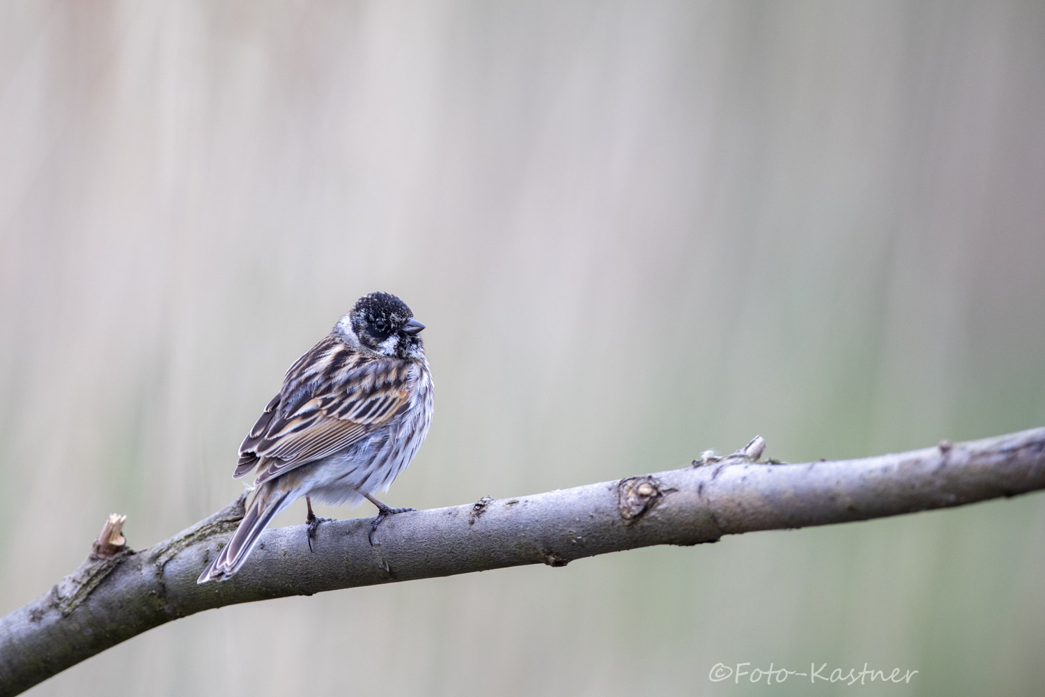 männliche Rohrammer (Emberiza schoeniclus)