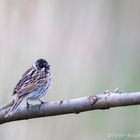 männliche Rohrammer (Emberiza schoeniclus)