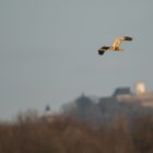 Männliche Rohrweihe vor der Veste Otzberg