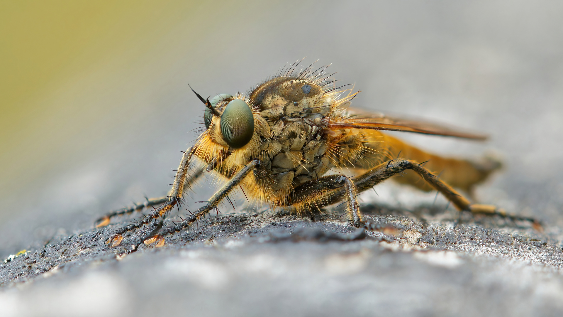 männliche Sandraubfliege Stackaufnahme