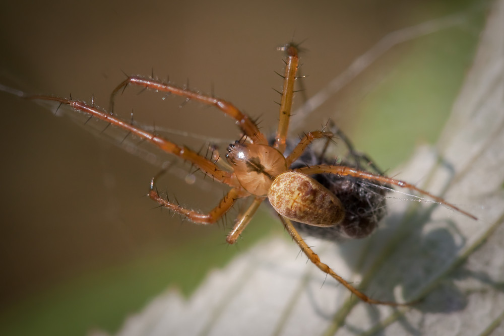 Männliche Schilfradspinne