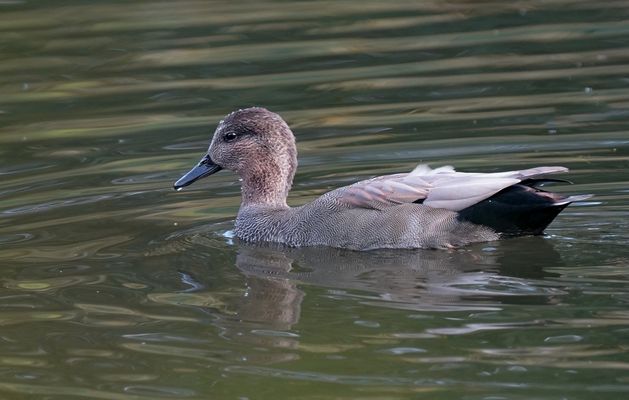 Männliche Schnatterente ;-)