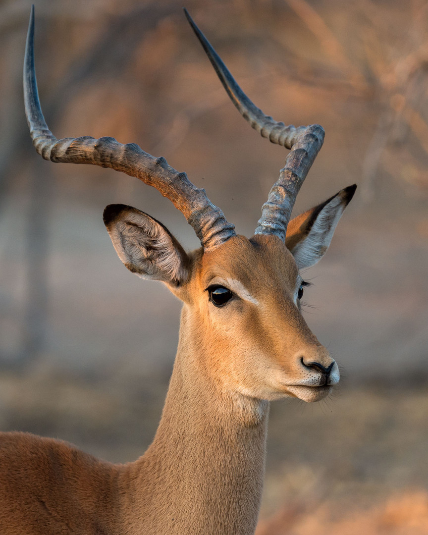  männliche Schwarzfersenantilope oder Impala