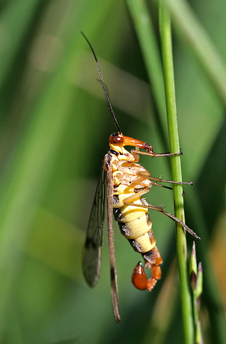 männliche Skorpionsfliege