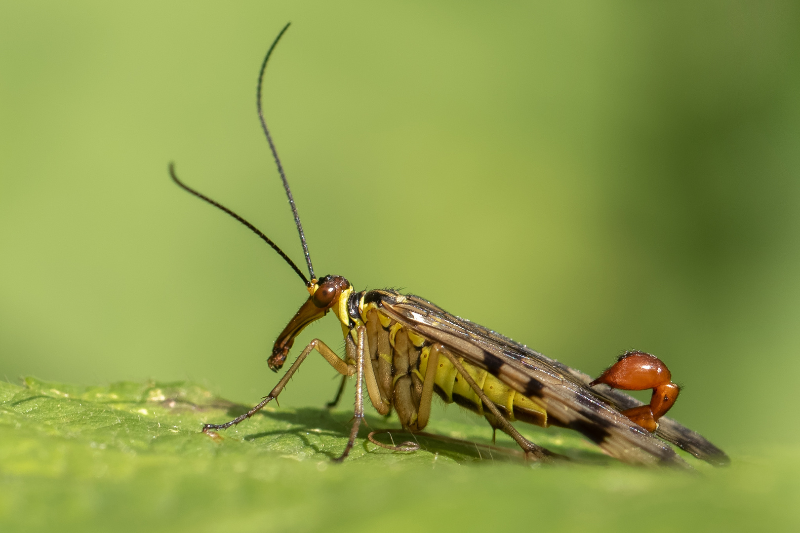 männliche Skorpionsfliege 