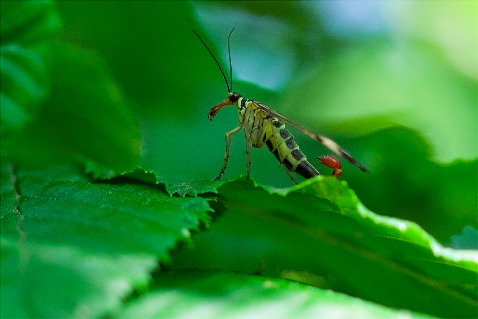 Männliche Skorpionsfliege