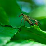 Männliche Skorpionsfliege