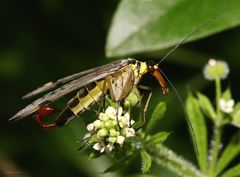 männliche Skorpionsfliege