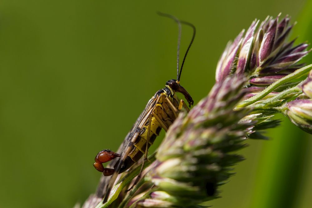 männliche Skorpionsfliege