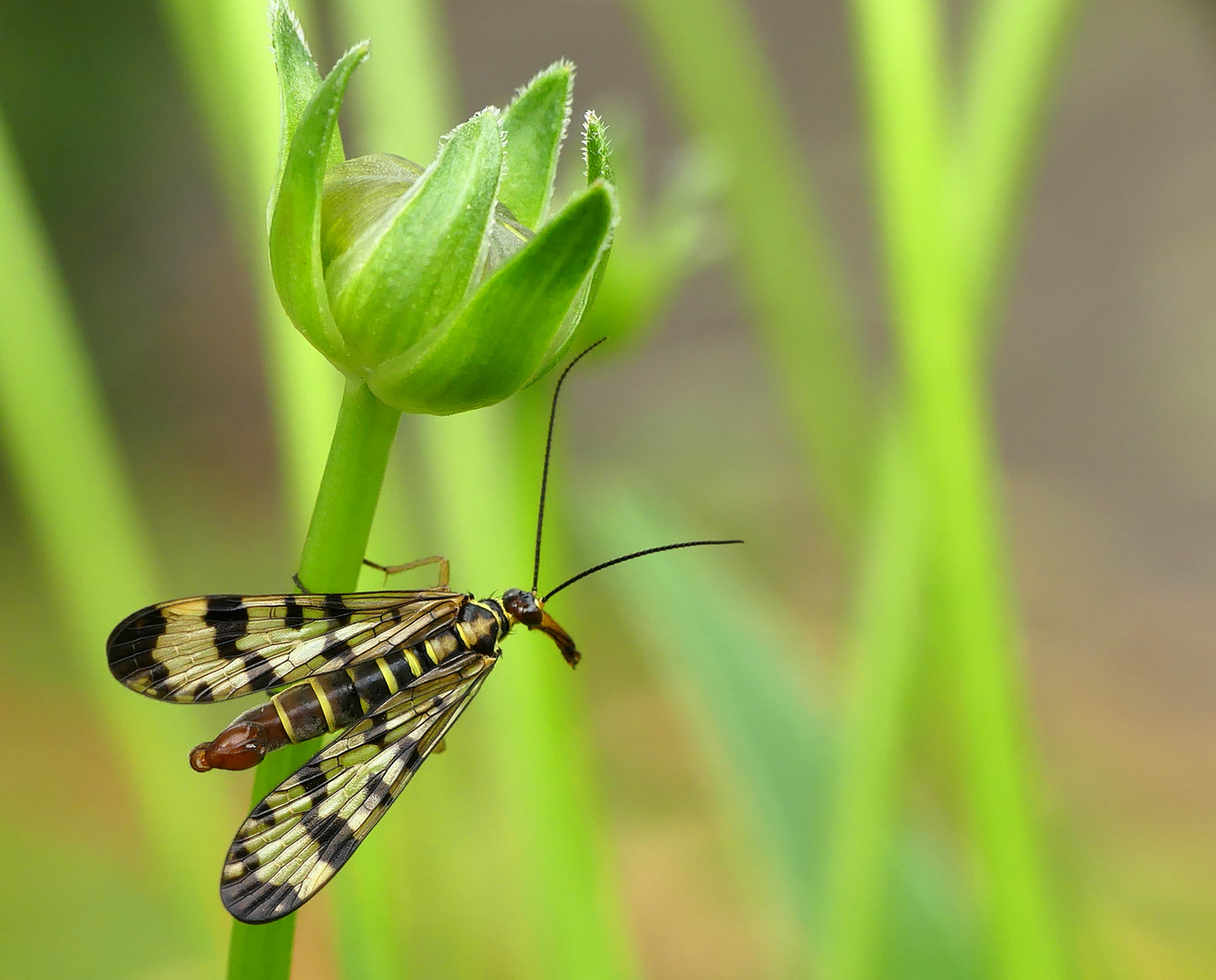 Männliche Skorpionsfliege