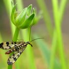 Männliche Skorpionsfliege