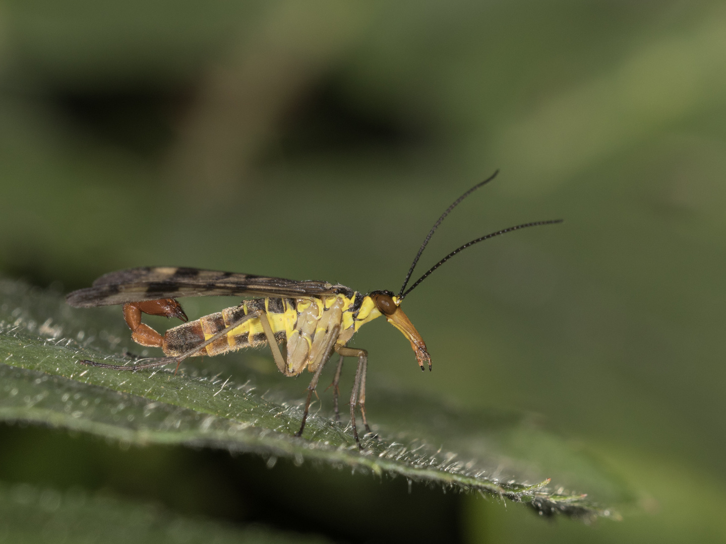 männliche Skorpionsfliege