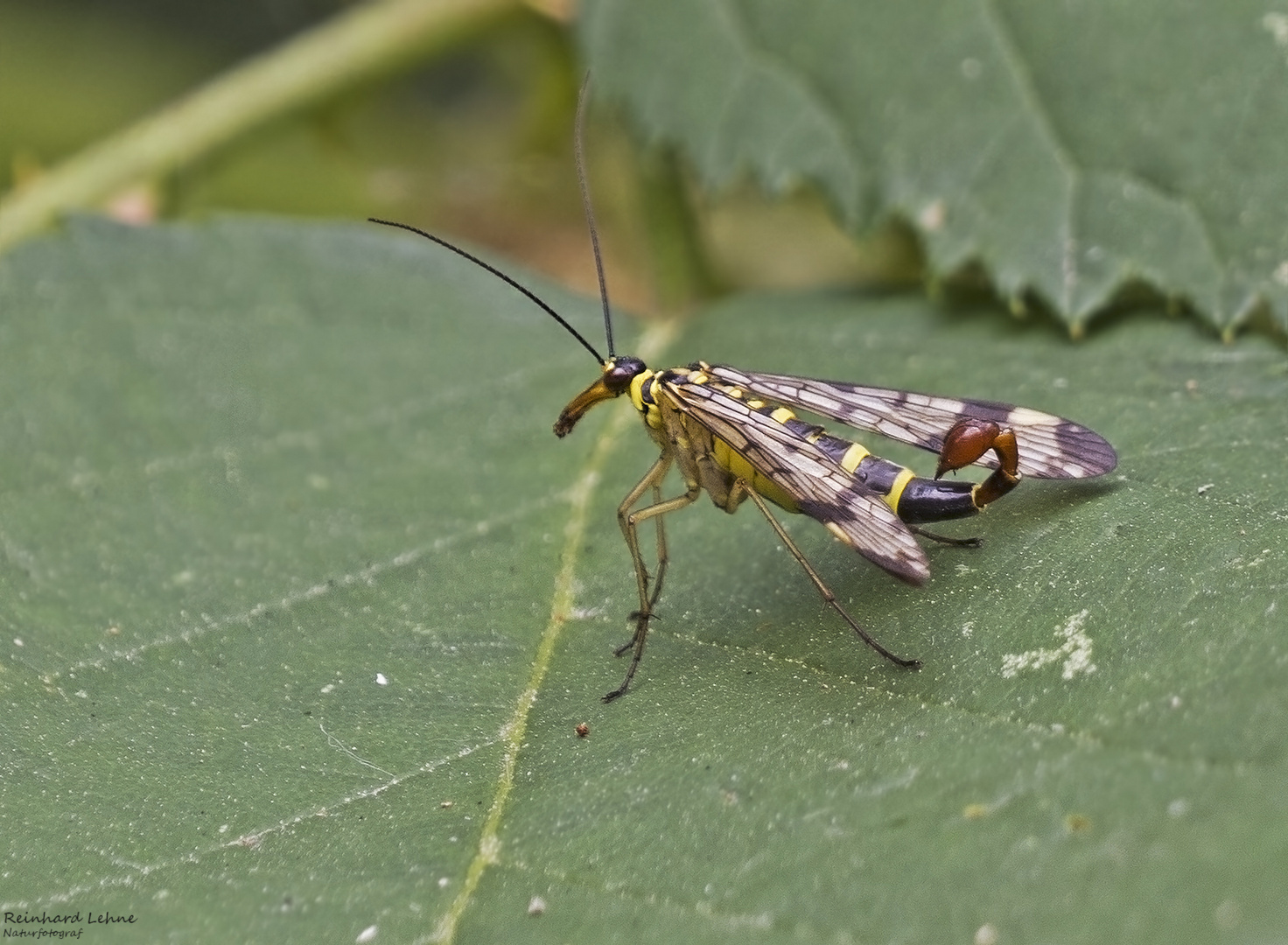  Männliche Skorpionsfliege