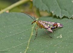  Männliche Skorpionsfliege