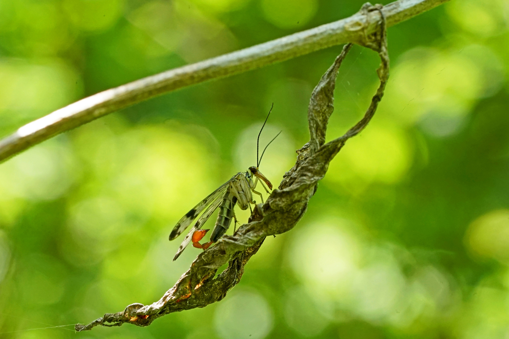 Männliche Skorpionsfliege