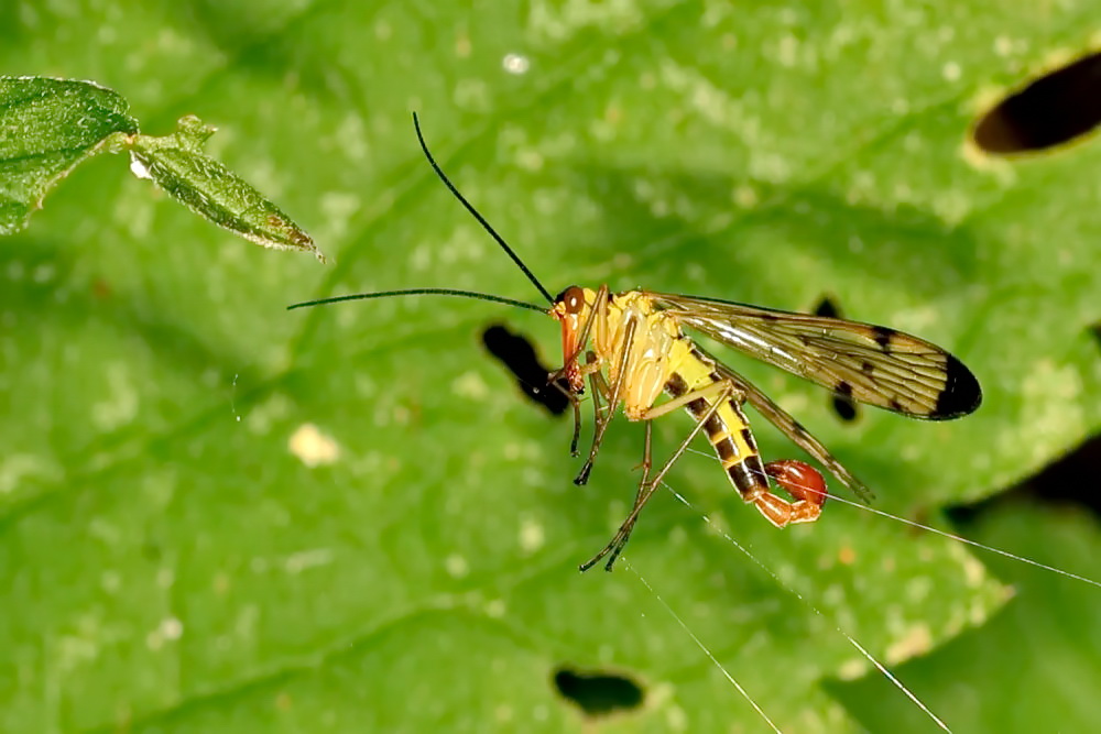  männliche Skorpionsfliege