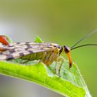  männliche Skorpionsfliege