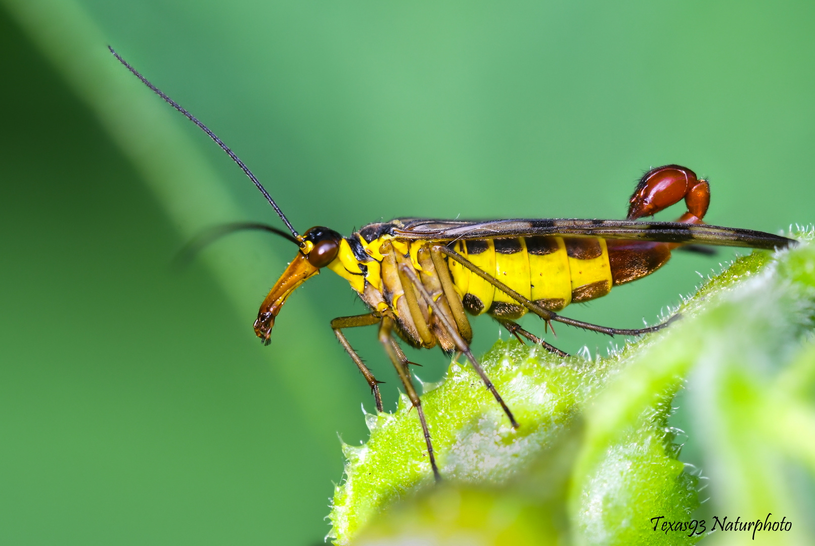 Männliche Skorpionsfliege