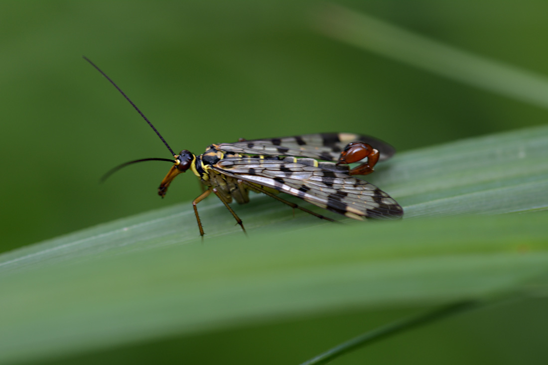 Männliche Skorpionsfliege