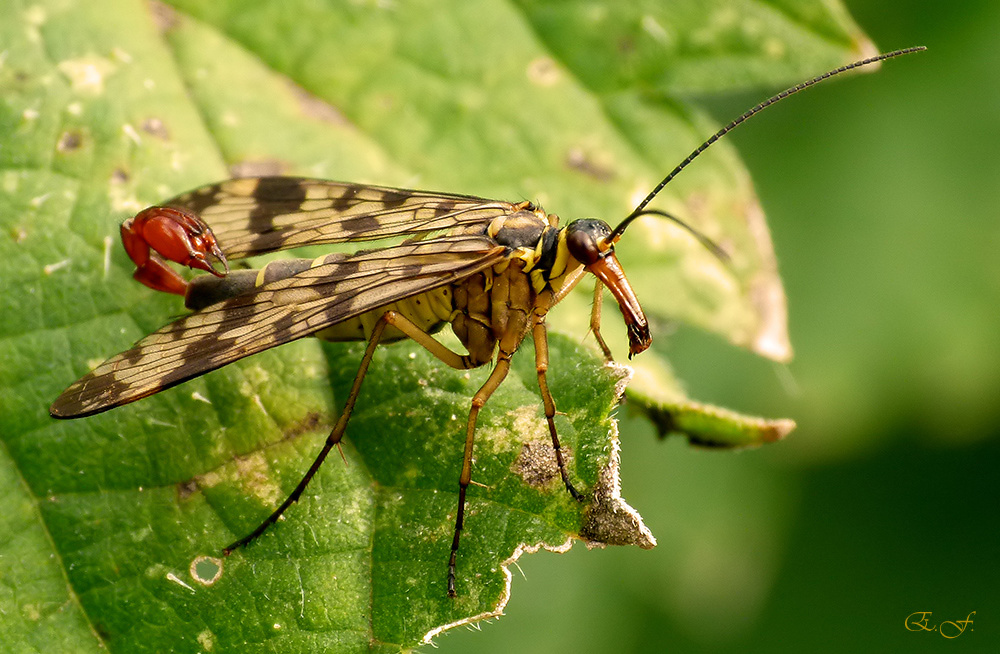 Männliche Skorpionsfliege